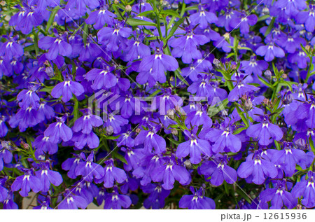 Lobelia background 12615936