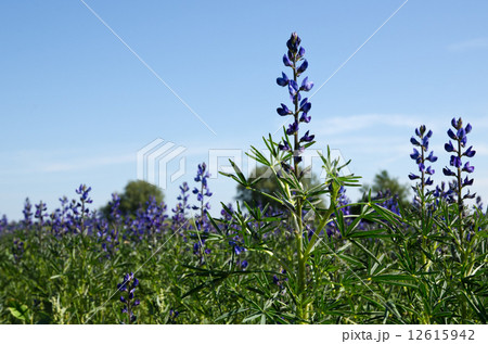 In the salvia field 12615942
