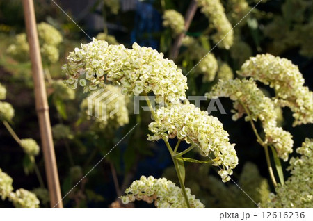 オトコエシ・花の後 12616236