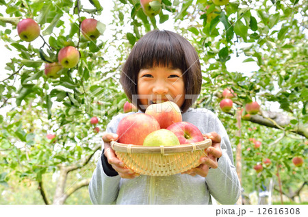 リンゴ狩りを楽しむ女の子 リンゴ狩りを楽しむ女の子 12616308