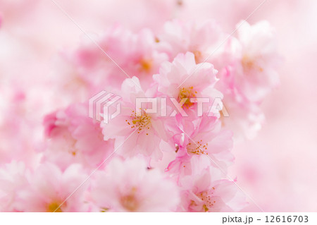 シダレザクラ（クローズアップ） 12616703