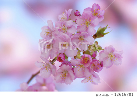 河津桜 12616781