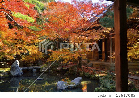 蓮華寺 紅葉 12617085