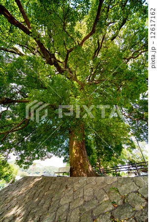 楠の木と欅 12617162