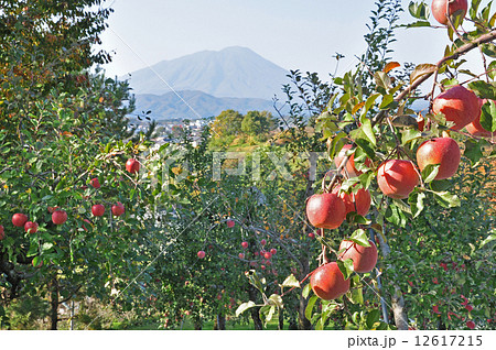 りんご りんご 12617215