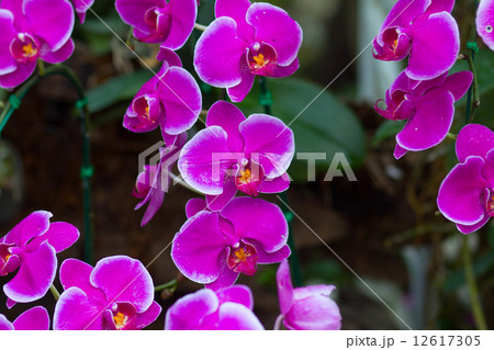 Pink Orchids in the garden (Phalaenopsis Hybrid) 12617305