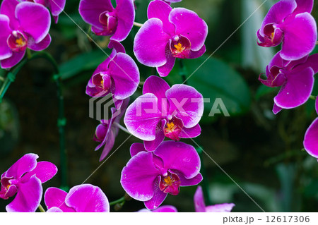 Pink Orchids in the garden (Phalaenopsis Hybrid) 12617306
