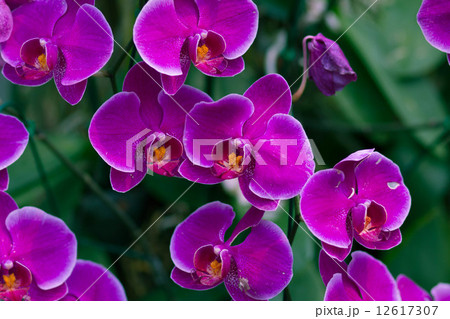 Pink Orchids in the garden (Phalaenopsis Hybrid) 12617307