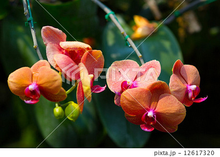 Orchids in the garden (Phalaenopsis Hybrid) Orchids in the garden (Phalaenopsis Hybrid) 12617320