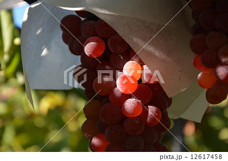 デラウェア デラウェア 12617458