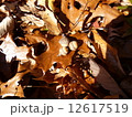 アメリカの落ち葉とどんぐり 12617519