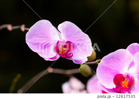 Pink Orchids (Phalaenopsis Hybrid) 12617535