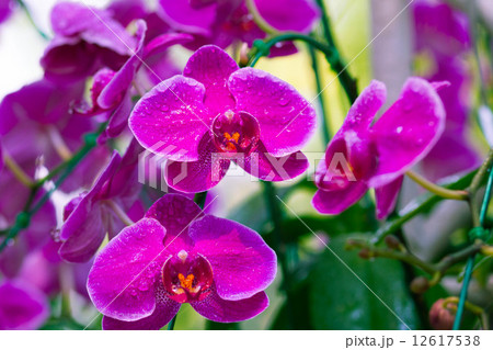 Pink Orchids (Phalaenopsis Hybrid) Pink Orchids (Phalaenopsis Hybrid) 12617538