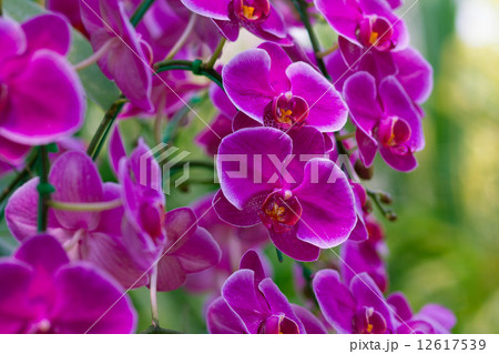 Pink Orchids (Phalaenopsis Hybrid) Pink Orchids (Phalaenopsis Hybrid) 12617539