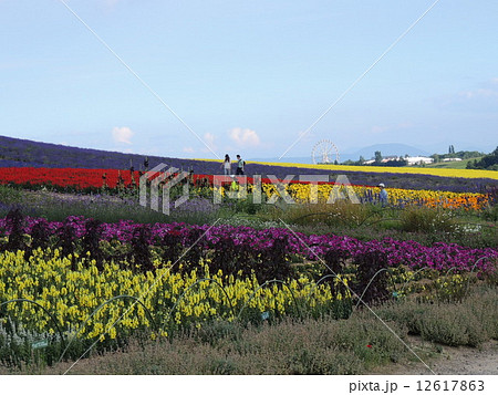 かんのファームの花畑 かんのファームの花畑 12617863
