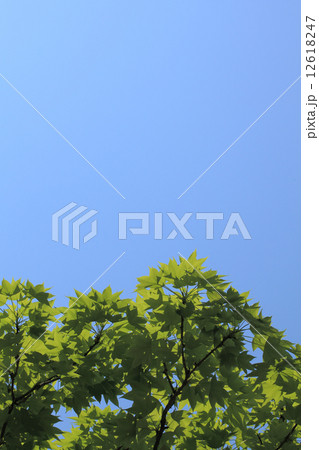 ハリギリの若葉と青空 ハリギリの若葉と青空 12618247