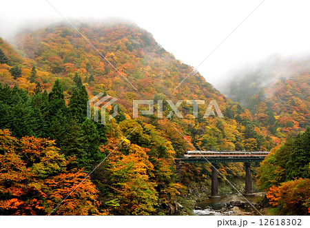 高山本線の秋 12618302