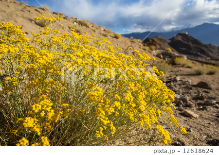 Roadside flowers of Ladakh Roadside flowers of Ladakh 12618624