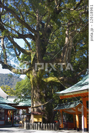 熊野那智大社　楠木 12618961