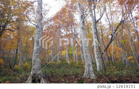 ブナ林 12619151