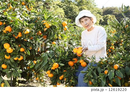 みかんの収穫 帽子の写真素材