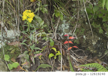 アキノキリンソウ 12619240