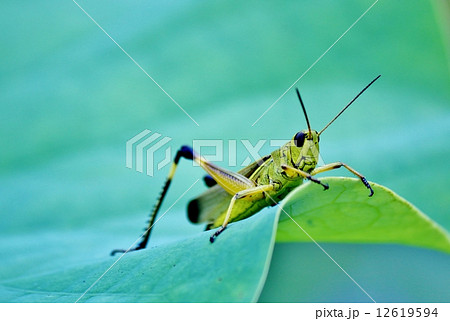 ツマグロバッタ ツマグロバッタ 12619594