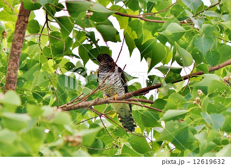 カッコウ カッコウ 12619632