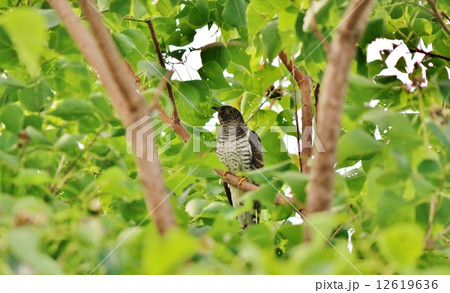 カッコウ 12619636