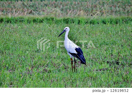 コウノトリ 12619652