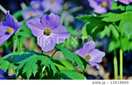 シラネアオイ シラネアオイ 12619660