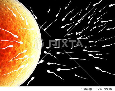 Spermatozoons, floating to ovule 12619940