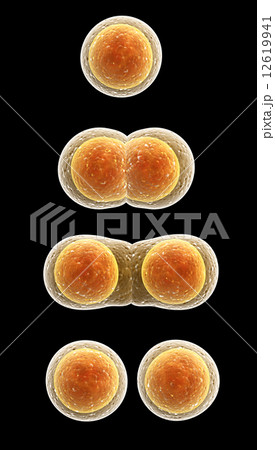 Process division of cell 12619941