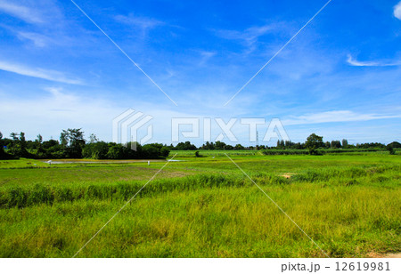field rice and the blue sky in the thailand. 12619981