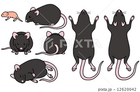 ハツカネズミ-セット（黒） 12620042
