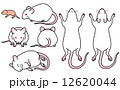 ハツカネズミ-セット（白） 12620044