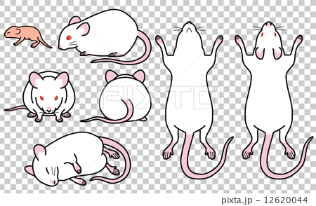 50 素晴らしい 実験 マウス イラスト フリー