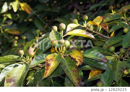 色づいたイヌビワの実 色づいたイヌビワの実 12620225