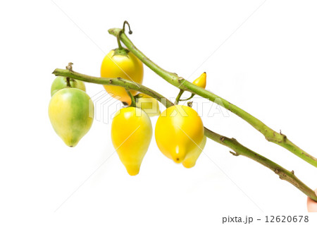 フォックスフェイス（ツノナス） 12620678