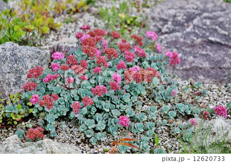 ヒダカミセバヤ ヒダカミセバヤ 12620733