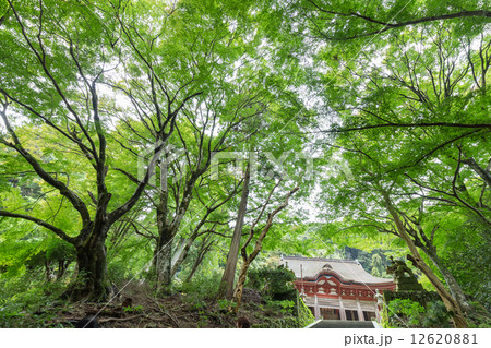 鰐淵寺・参道 鰐淵寺・参道 12620881