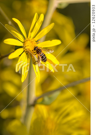 ツワブキとアブ 12620933