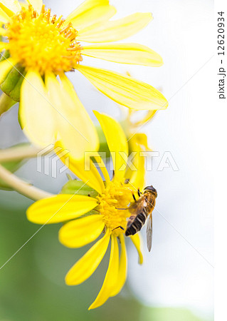 ツワブキとアブ 12620934