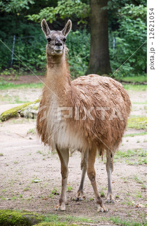 One Guanako (Lama guanicoe) 12621054