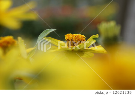 百日草 百日草 12621239