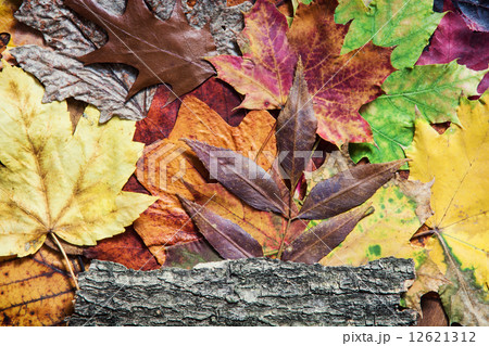 Colorful autumn leaves and tree bark Colorful autumn leaves and tree bark 12621312