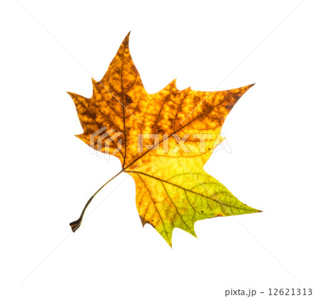Multicoloured autumn maple leaf Multicoloured autumn maple leaf 12621313