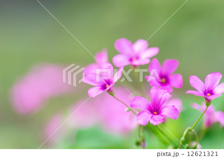 ムラサキカタバミ 12621321