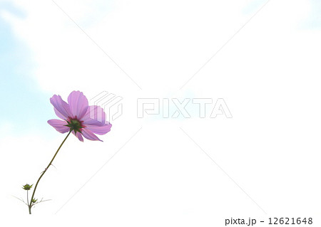 一輪のコスモス 12621648