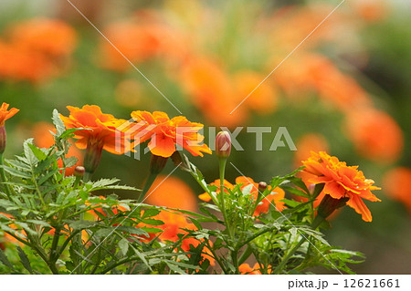 花畑 マリーゴールド 花畑 マリーゴールド 12621661